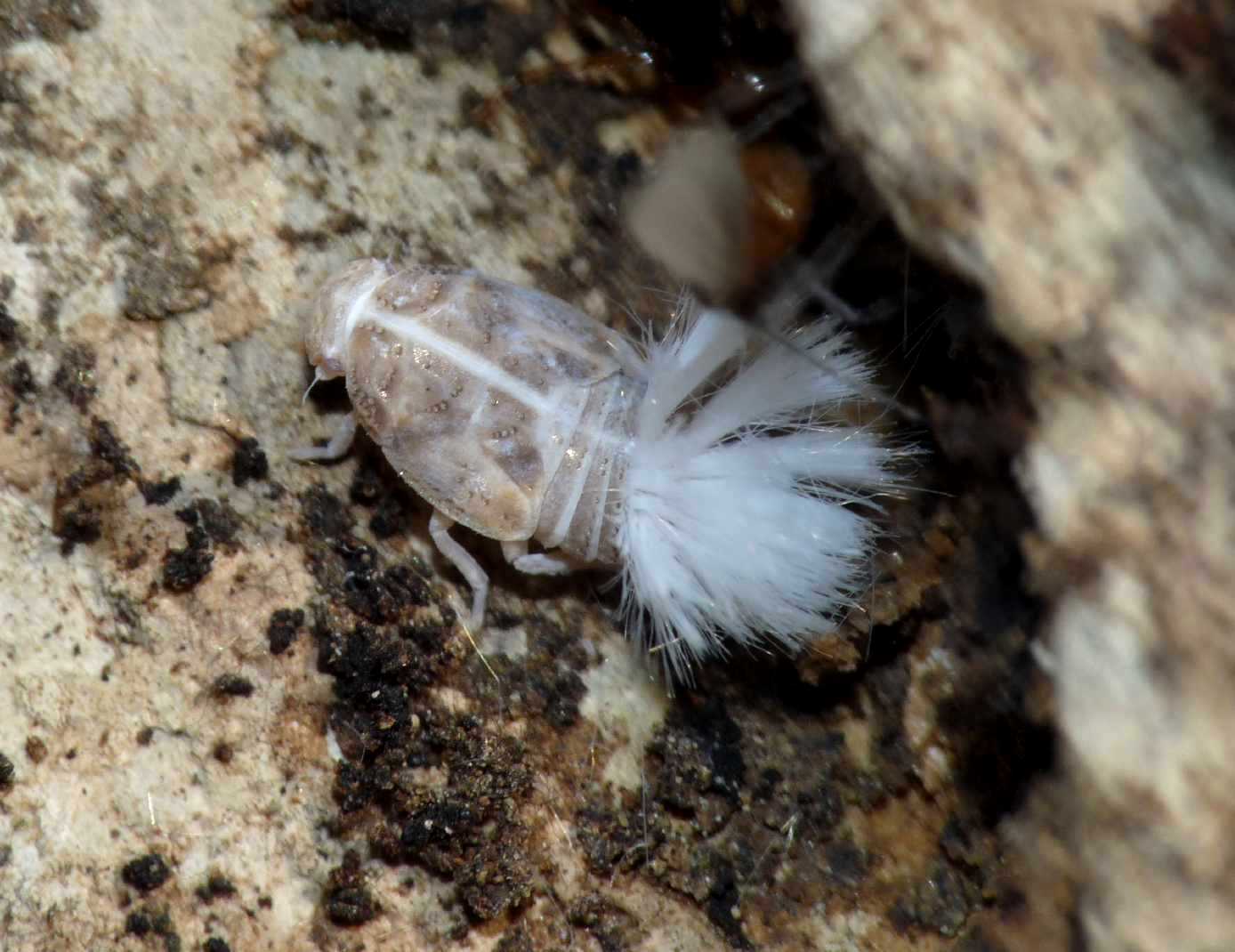 Cixiidae: ninfa di Reptalus sp.